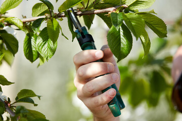 Farmer pruning cherry trees and branches of young trees during blossom in spring.