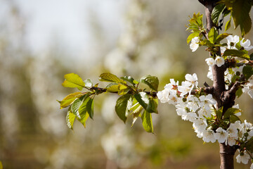 Farm of young cherry trees during blossom in spring.