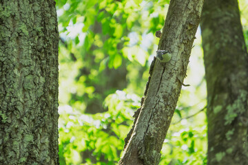 木の幹でさえずる野鳥（ゴジュウカラ）Sitta europaea／八千穂高原（長野県佐久穂町）