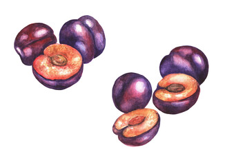 Set of plums. Watercolor (2)