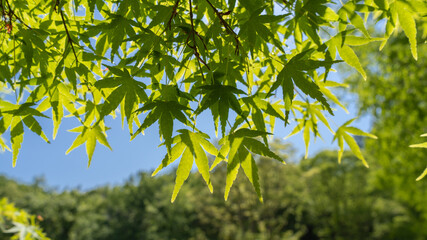Beautiful spring green maple leaves