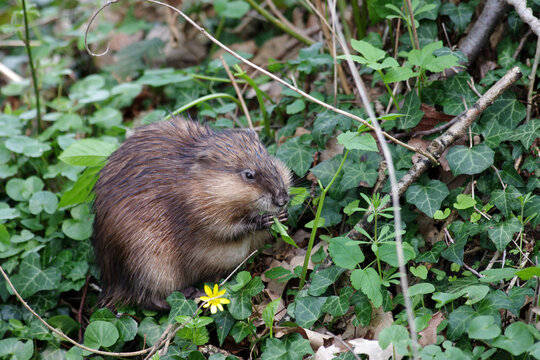 ein bisam (ondatra zibethicus) in freier wildbahn