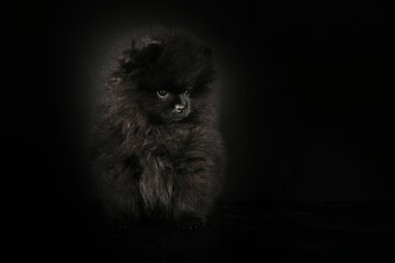 Fototapeta na wymiar puppy spitz black isolated on black 