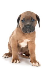 puppy cane corso