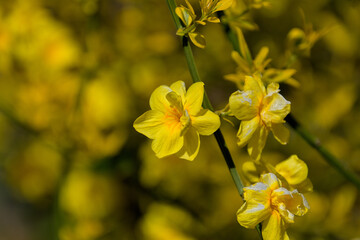 Obraz premium 別名オウバイモドキとも呼ばれるウンナンオウバイ