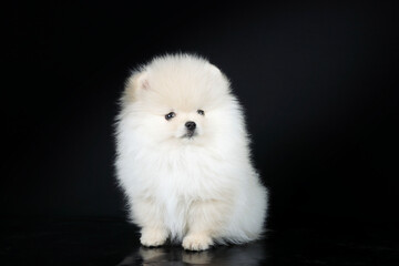 white pomeranian dog on black background