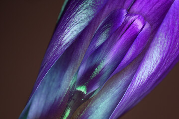 Bud of crocus on the background of violet petals of crocus, an abstract composition