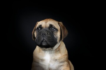 Fototapeta premium bullmastiff puppy isolated on black background
