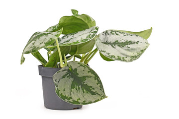 Small tropical 'Scindapsus Pictus Exotica' or 'Satin Pothos' houseplant with large silver leaves with velvet texture and spot pattern isolated on white background