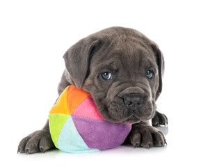puppy Neapolitan Mastiff