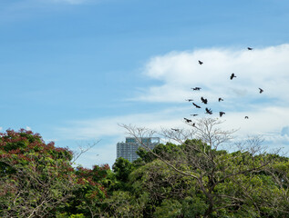 Many Crows flying and fighting, blurring focus on Crows