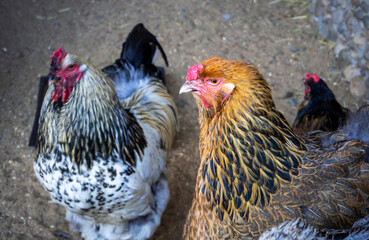 Thoroughbred hens close-up. The red-headed motley hen is turned in profile. Two birds in blur. Natural background with chickens.