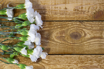Fresh beautiful bright white carnations on a dark wooden textured background close-up