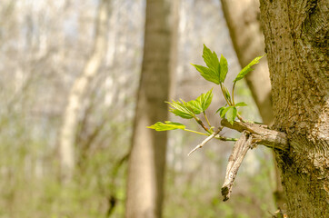 A young shoot of a branch on an older Topola Tree.