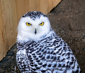 The predatory gaze of the snowy owl is fixed on you. The bird's yellow eyes are wide open. Background with a white owl.