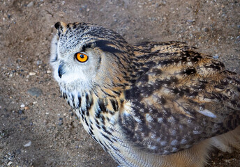 The eagle owl sits on the ground, fluffed up its feathers and looks intently ahead. Natural...