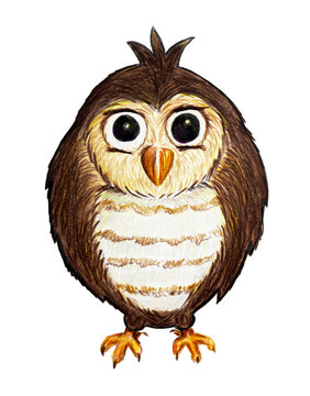 Little owl drawing by colored pencils, hand drawn illustration