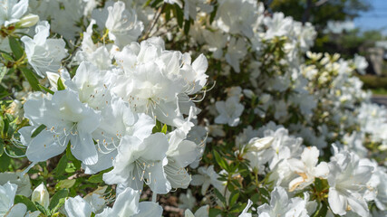 Azalea flowers blooming on the road.white flowers