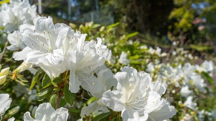 Azalea flowers blooming on the road.white flowers