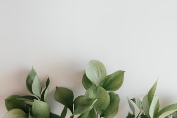 Top view of green leaves on white background, frame with place for text. Flatly view. Isolated background. Nature design. Natural Green flat lay leaves branches