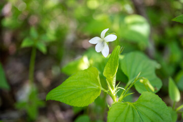 白いスミレ（ミヤマツボスミレ）－1／Viola verecunda var. fibrllosa