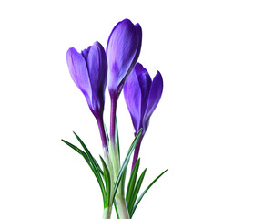 Purple crocus on a white background, isolated.