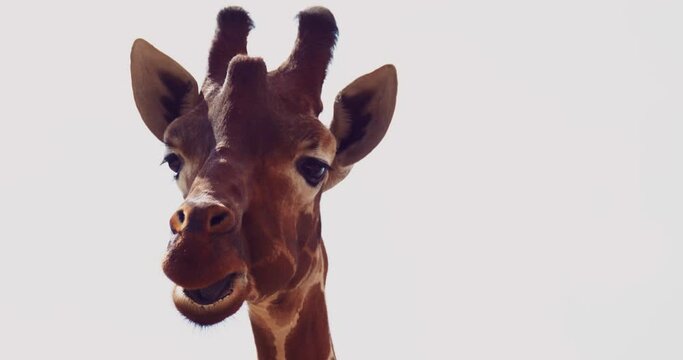 Close up portrait of Giraffe