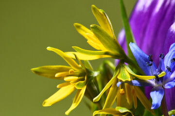 Fototapeta na wymiar Yellow spring flowers on a green background.