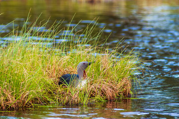 Red-throated loon nesting on the Waters edge lake