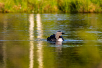 Red-throated swim in a pond at a bog