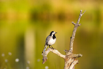 White wagtail on a sunny tree branch