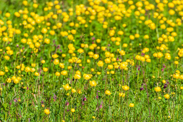 Yellow Globeflower on a meadow a sunny summer day