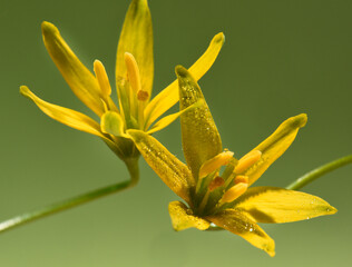 Yellow spring flowers on a green background.