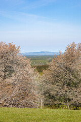 Flowering cherry trees with a beautiful landscape view