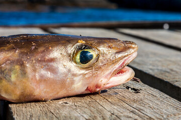 Caught fish on a jetty by the sea