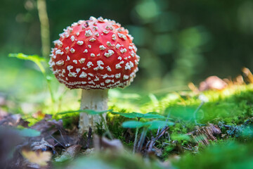 Fly agaric (Amanita muscaria) poisonous mushroom