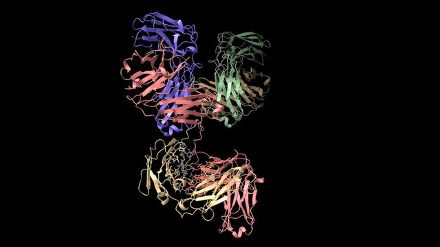 Structure of human immunoglobulin, animated 3D cartoon and Gaussian surface models, black background