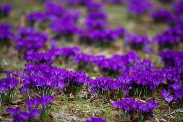 Fototapeta na wymiar Purple crocus flowers in the early spring