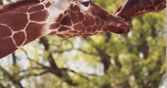 Two giraffes showing behaving affectionately with each other