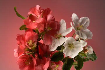 Spring flowers of red color on a red background.