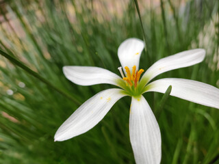White Rain Lily