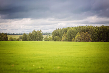 Obraz premium bright green field