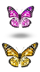 Obraz na płótnie Canvas Color butterflies , isolated on white background