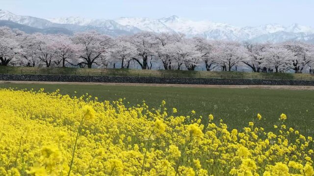 日本の春風景春がすみ舟川べりの桜並木と黄色い菜の花と残雪の雪山