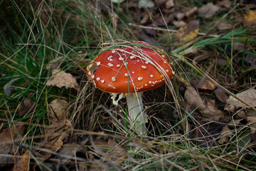 fly agaric mushroom