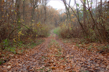 path in autumn forest