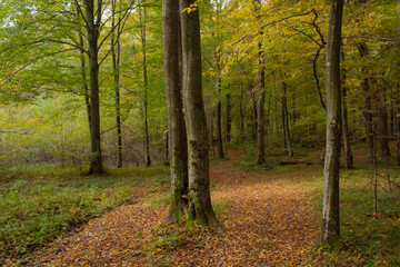 Fototapeta premium autumn in the forest