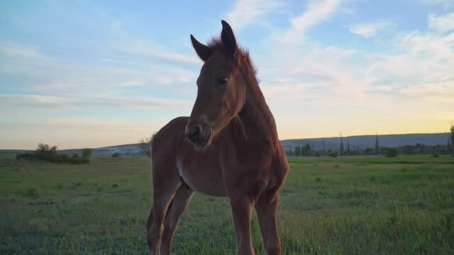 Young foal on green meadow during sunset. 