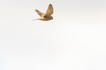 Close up of Kestrel - bird of prey - hovering in the sky, hunting for prey