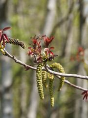 Blühender Walnussbaum und rötliche Blätter - Juglans regia - in der Mitte des Frühlings